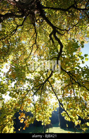 Tulpenbaum (Liriodendron Tulipifera), zeigt Herbstfärbung, Deutschland Stockfoto