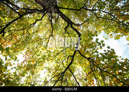 Tulpenbaum (Liriodendron Tulipifera), zeigt Herbstfärbung, Deutschland Stockfoto