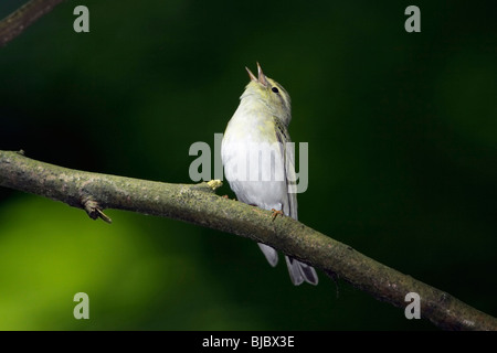 Holz-Laubsänger (Phylloscopus Sibilatrix), singen von Zweig Stockfoto