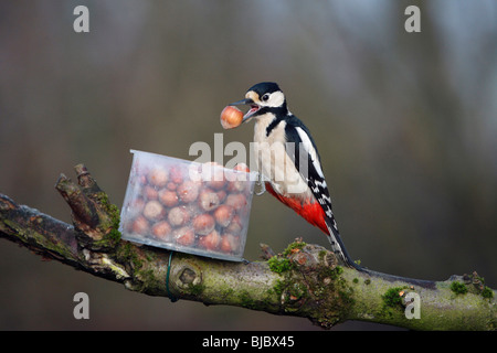 Buntspecht (Dendrocopos großen) - bei Eichhörnchen Futterstation mit Haselnuss im Schnabel Stockfoto