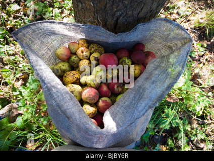 Mostäpfel im Sack zur Erntezeit im Obstgarten von Frank Naish. Glastonbury, Somerset, England. Stockfoto