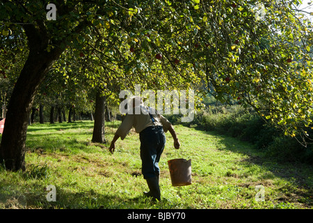 Apfelwein-Hersteller Frank Naish, im Alter von 85 Somerset Mostäpfel zu sammeln. Glastonbury, Somerset, England. Stockfoto