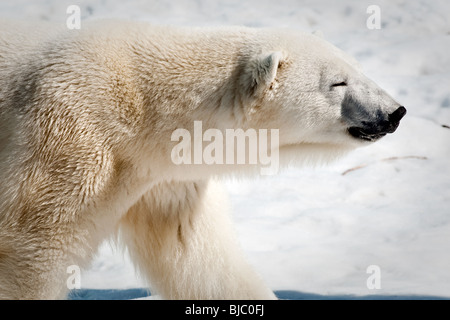 Ein Eisbär (Ursus Maritimus - unsere Polair oder bei uns Blanc) Stockfoto