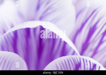 Abstrakt Nahaufnahme von Crocus Vernus 'Pickwick' blüht im Frühling in Cotswolds Stockfoto