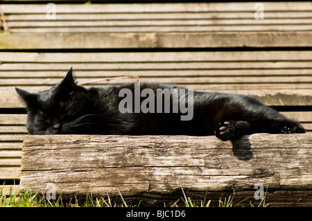 Kurzhaarige, schlief in der Sonne auf der Terrasse Holzstufen schwarze Hauskatze Stockfoto