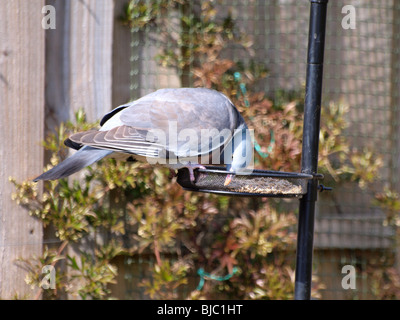 Taube Essen aus einem Garten Vogelhäuschen Stockfoto