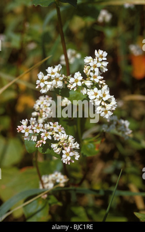 Buchweizen (Fagopyrum Esculentum) Pflanze in Blüte Stockfoto