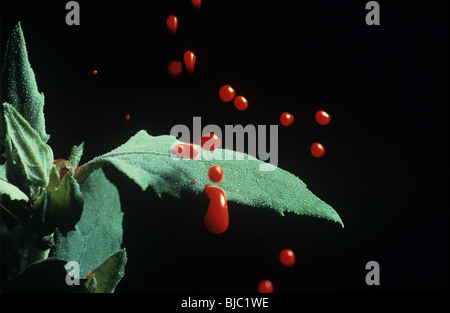 Rot gefärbten Wassertropfen von der Oberfläche eines Blattes Fette Henne Prellen Stockfoto