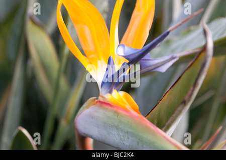 Nahaufnahme von Paradiesvogel Blume Stockfoto