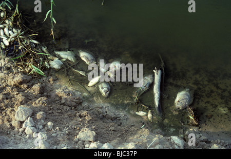 Tote Fische am Rand von einem verschmutzten See in Thailand Stockfoto