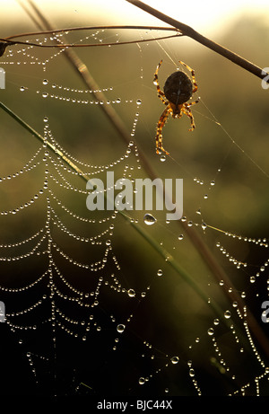 Eine Gartenkreuzspinne (Araneus Diadematus) auf einem Tau beladen Web frühzeitig ein Herbstmorgen, Devon Stockfoto