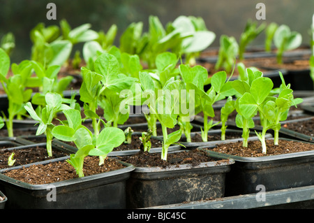 Erbse, Feltham erste Sämlinge in Töpfe in einem Gewächshaus mit Broad Bean Aquadulce im Hintergrund Stockfoto