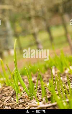 Knoblauch wird im März nach der Aussaat im vergangenen Herbst Stockfoto