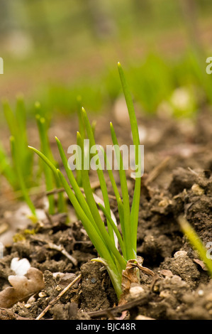 Knoblauch wird im März nach der Aussaat im vergangenen Herbst Stockfoto