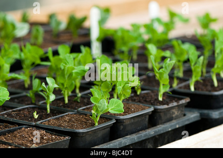 Erbse, Feltham erste Sämlinge in Töpfe in einem Gewächshaus mit Broad Bean Aquadulce im Hintergrund Stockfoto