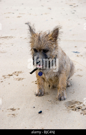 Cairn-Terrier Welpen sitzen an einem Strand Stockfoto