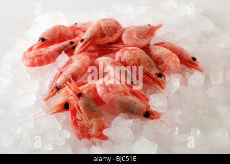 Frisch gefangene Garnelen, Garnelen, auf einem Eisbett Stockfoto