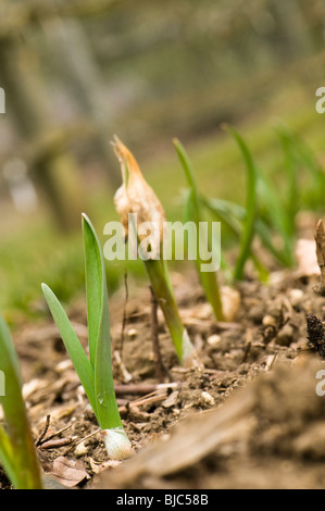 Bio-Knoblauch-Vallelado setzt im März nach der Aussaat im vergangenen Herbst Stockfoto