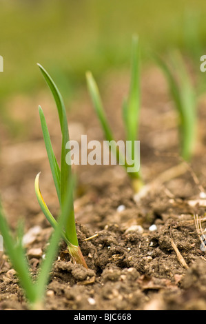 Französische Knoblauch Thermidrome setzt im März nach der Aussaat im vergangenen Herbst Stockfoto