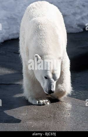 Ein Eisbär (Ursus Maritimus - unsere Polair oder bei uns Blanc) Stockfoto