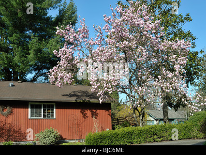 Magnolia Soulangiana, Untertasse Magnolia, genannt nicht falsch Tulpenbaum, Portland, OR 100306 34944 Stockfoto