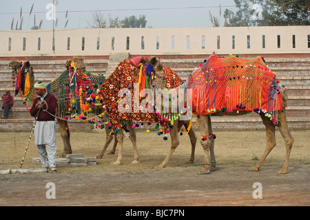 Muktsar Moktsar Punjab horse fair Indien indisch Stockfoto