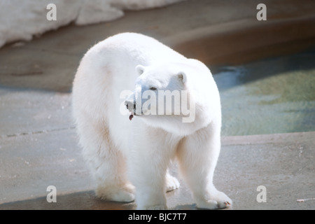 Ein Eisbär (Ursus Maritimus - unsere Polair oder bei uns Blanc) Stockfoto