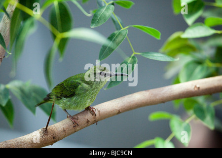 Weibliche lila Kleidervogel (Cyanerpes Caeruleus) Vogel, California Academy of Science, San Francisco, Kalifornien, USA Stockfoto