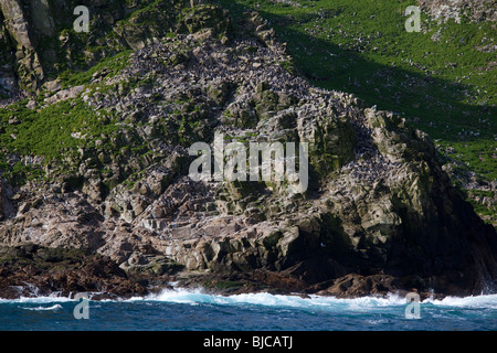 Kolonie von gemeinsamen wärmeren oder gemeinsame Trottellumme (Uria Aalge) nisten auf den Farallon-Inseln, Pazifik, Kalifornien, USA Stockfoto