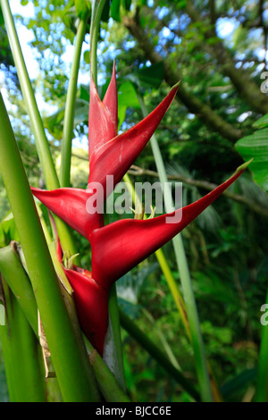 Lyon Arboreteum, Manoa Valley, Honolulu, Oahu, Hawaii Stockfoto