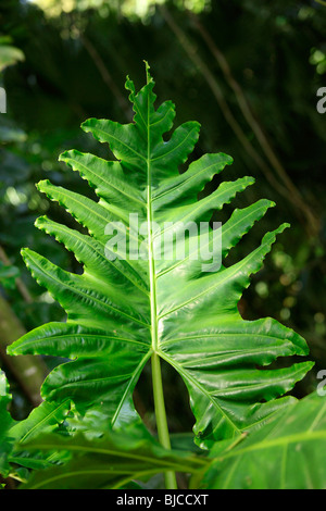 Lyon Arboreteum, Manoa Valley, Honolulu, Oahu, Hawaii Stockfoto