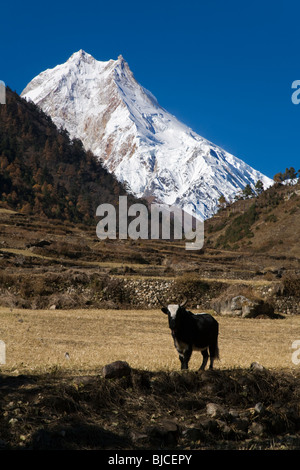 Ein buddhistisches Kloster, ein Yak und MANASLU PEAK steigenden 26.659 Fuß über dem Meeresspiegel von LHO Dorf - NUPRI REGION NEPAL aus gesehen Stockfoto