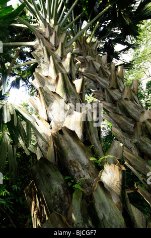 Lyon Arboreteum, Manoa Valley, Honolulu, Oahu, Hawaii Stockfoto