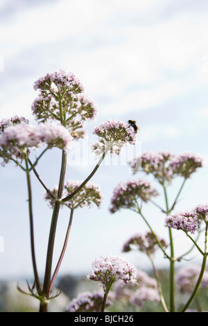 Baldrian (Valeriana Officinalis) Stockfoto