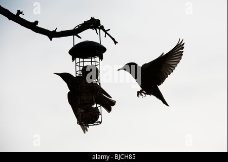 Sturnus vulgaris. Silhouette einer Starling auf einer Fat ball Feeder und einem Fliegen. Großbritannien Stockfoto