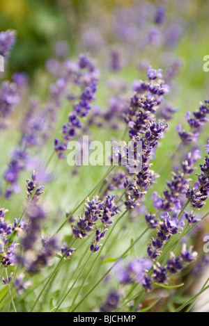 Lavendel wächst, Nahaufnahme Stockfoto