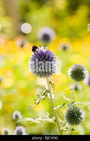 Buff-tailed Hummel (Bombus Terrestris) sammeln Pollen auf kleinen Globus Distel Blume (Echinops Ritro) Stockfoto