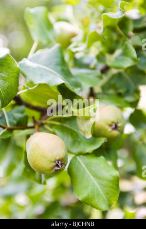 Birnen wachsen auf Ast Stockfoto