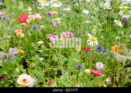 Wildblumen Stockfoto