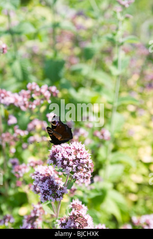 Tagpfauenauge (Inachis Io) aussteigen auf Blume Baldrian (Valeriana Officinalis) Stockfoto