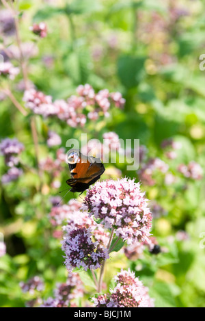 Tagpfauenauge (Inachis Io) aussteigen auf Blume Baldrian (Valeriana Officinalis) Stockfoto