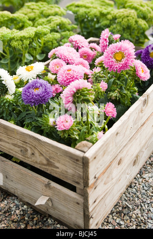 Chrysanthemen im Topf wachsen Stockfoto