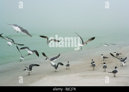 Herde von Möwen, die Landung am Strand Stockfoto