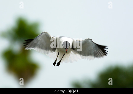 Lachende Möwe im Flug Stockfoto