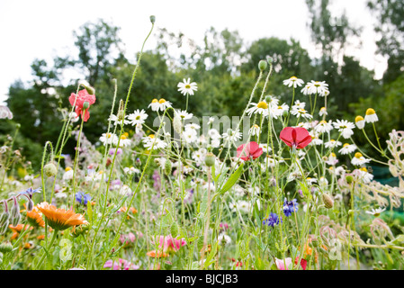 Wildblumen Stockfoto