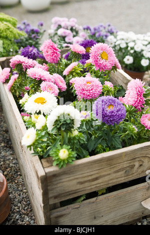 Chrysanthemen im Topf wachsen Stockfoto