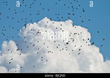 Bar-tailed Godwits (Limosa Lapponica) und Knoten (Calidris Canutus) im Flug. Stockfoto