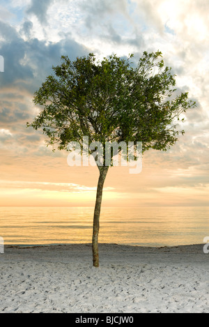 Baum am Strand Silhouette gegen die untergehende Sonne Stockfoto