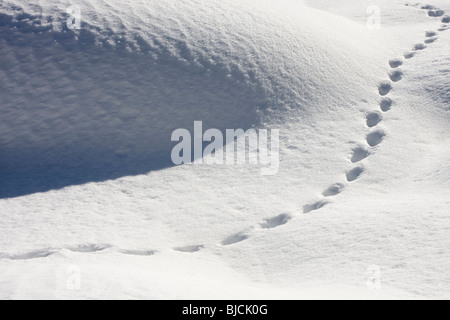 Spuren im Schnee Stockfoto