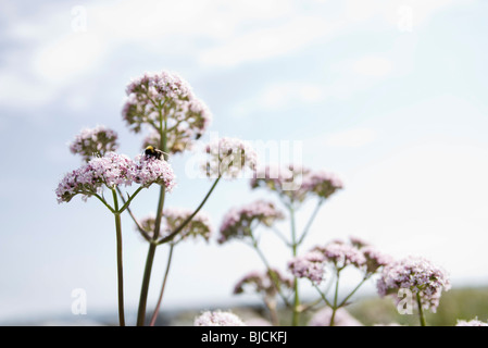 Baldrian (Valeriana Officinalis) Stockfoto